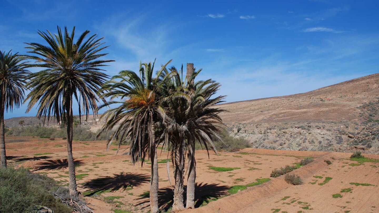 Kulturlandschaft am Wanderweg entlang des Barranco de Betancuria