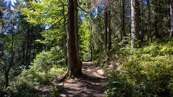 Wanderweg am Felsenweg