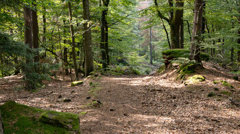 Route führt über Waldwege zurück zum Ausgangspunkt nach Schönau.