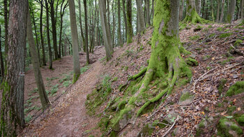 bemooste Bäume am Wanderpfad zum Maimont