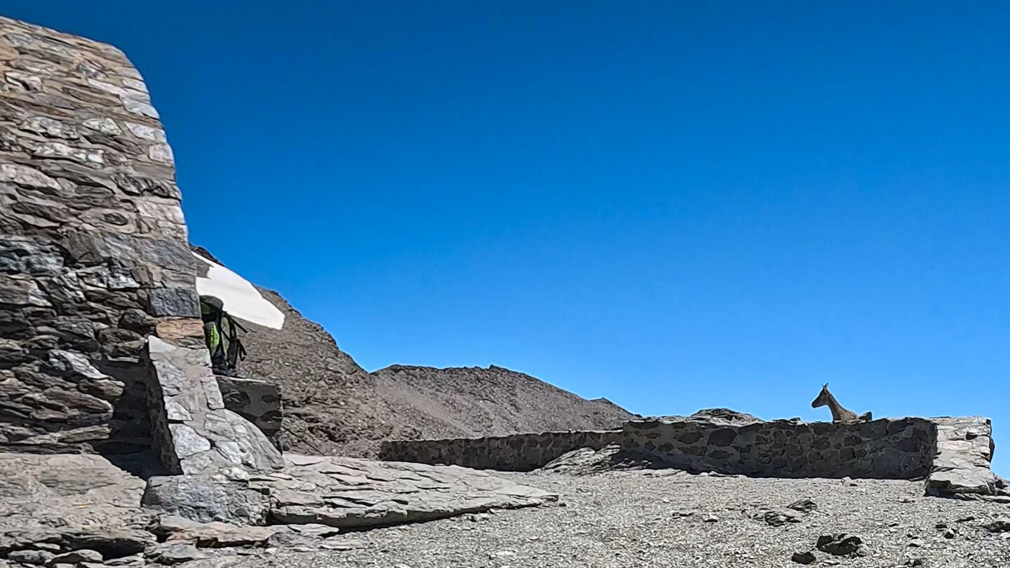 Refugio Carihuela mit Steinbock in der Sierra Nevada