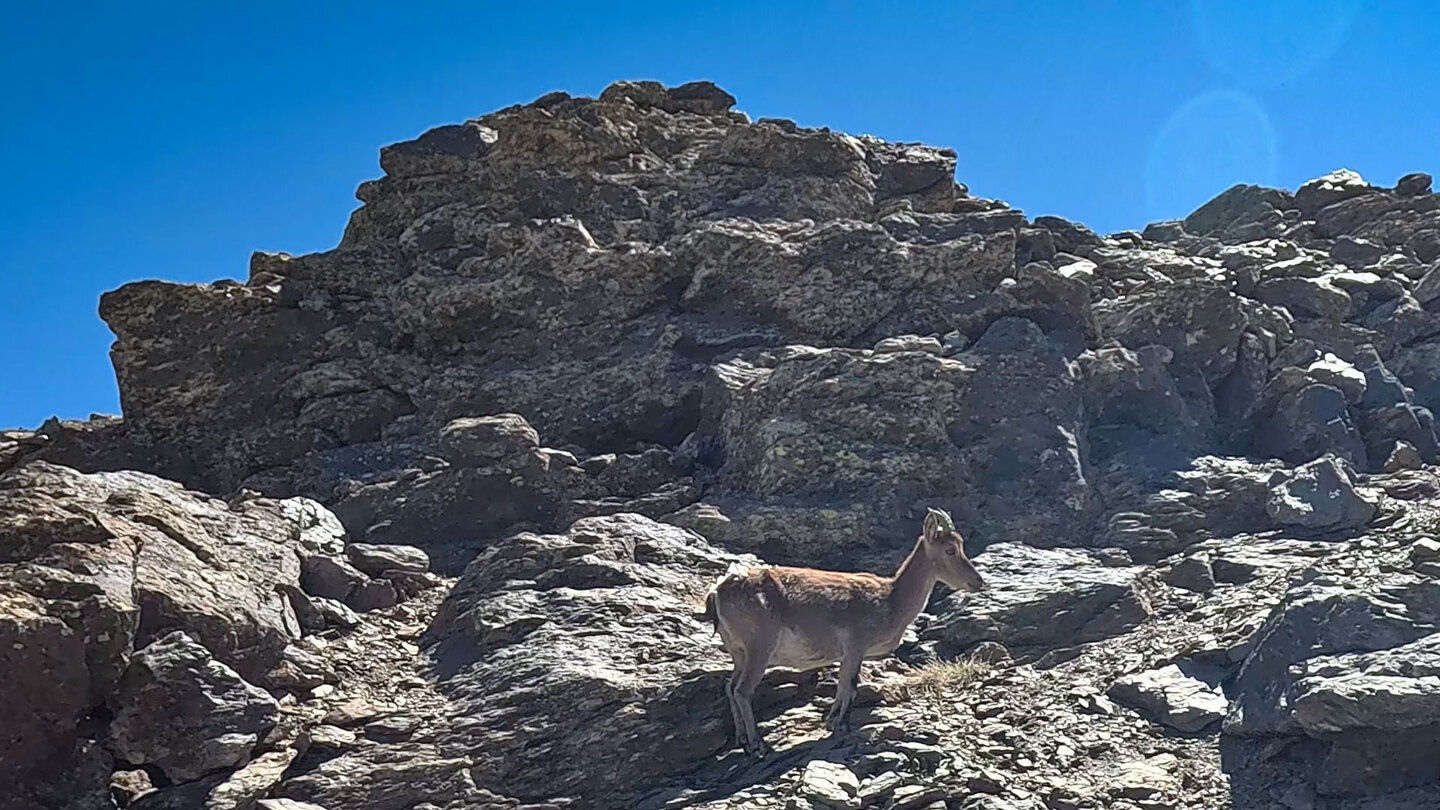 Steinbock auf dem Wanderweg zum Pico del Veleta - Sierra Nevada