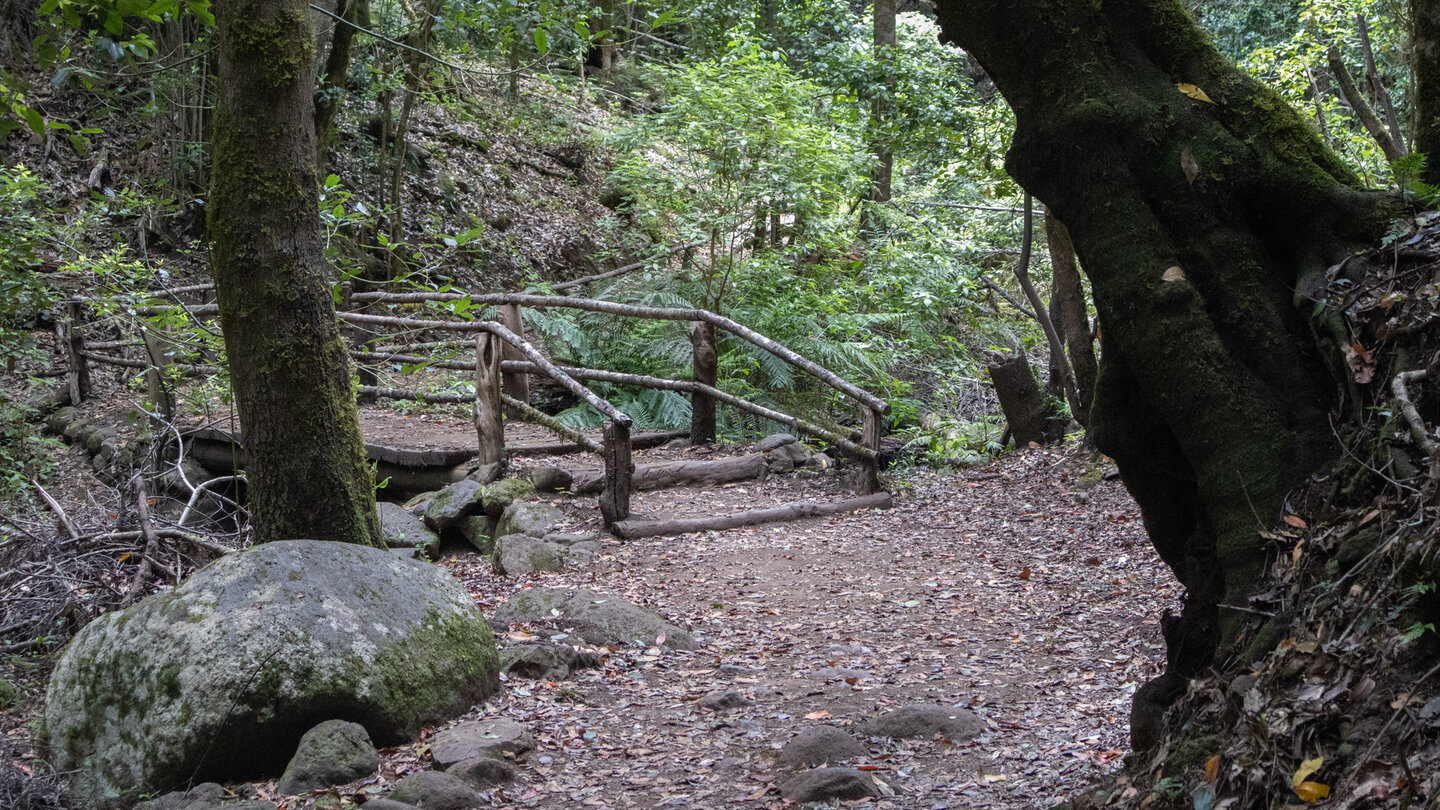 Brücke über den Bach El Cedro im Nebelwald