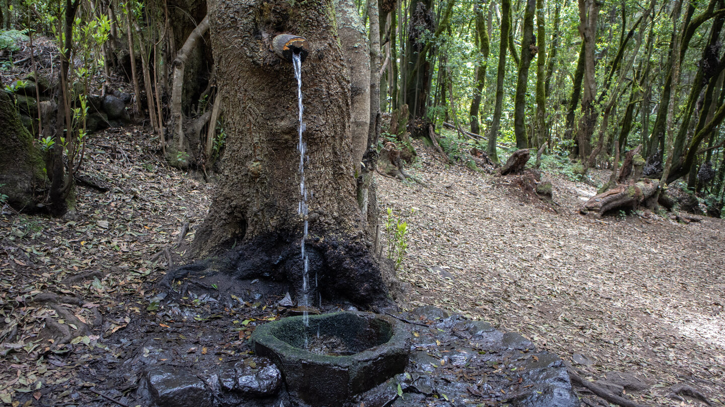 eine Wasserquelle am Rastplatz im Nebelwald El Cedro