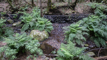 Farn wächst hier entlang eines Bewässerungskanals im Nebelwald El Cedro auf La Gomera