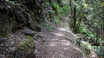 Wanderweg durch den Nebelwald El Cedro auf La Gomera