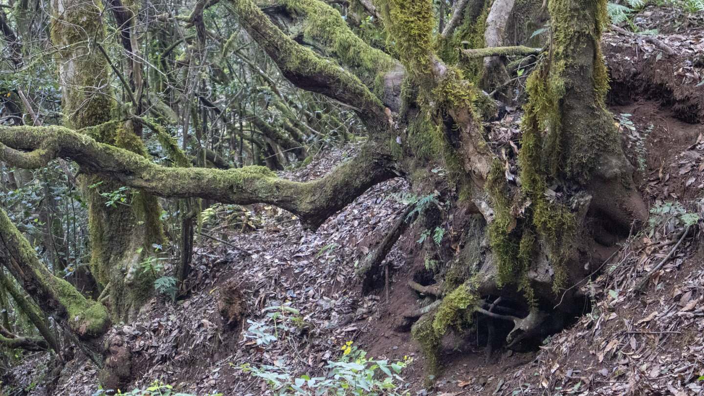 verschlungene Wurzeln und Äste im El Cedro Nebelwald auf La Gomera