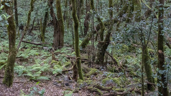 Blick in den Wald im El Cedro auf La Gomera