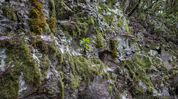 moosbewachsener Hang im Nebelwald El Cedro auf La Gomera