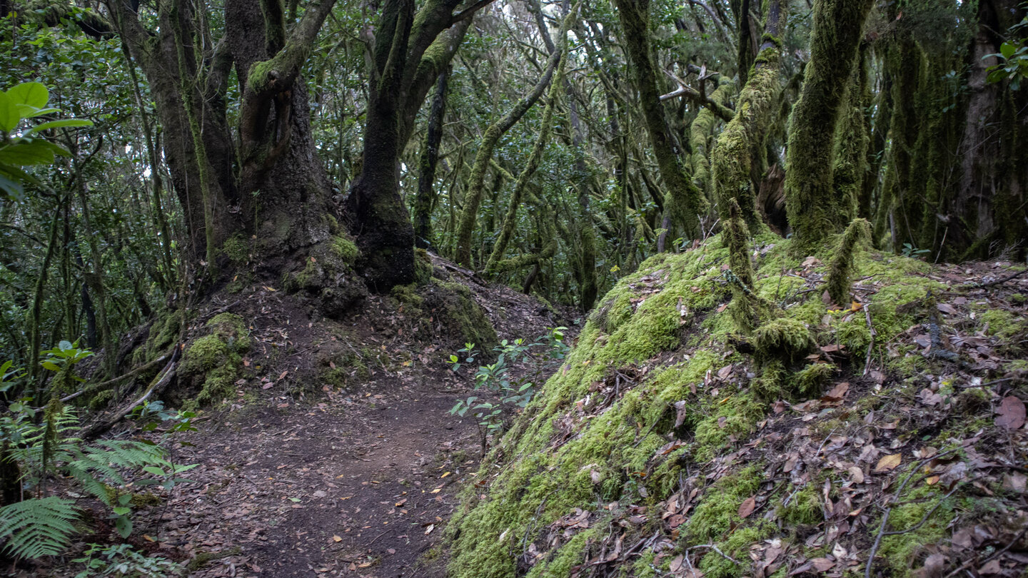 traumhaft verschlungener Wanderweg im Nebelwald El Cedro