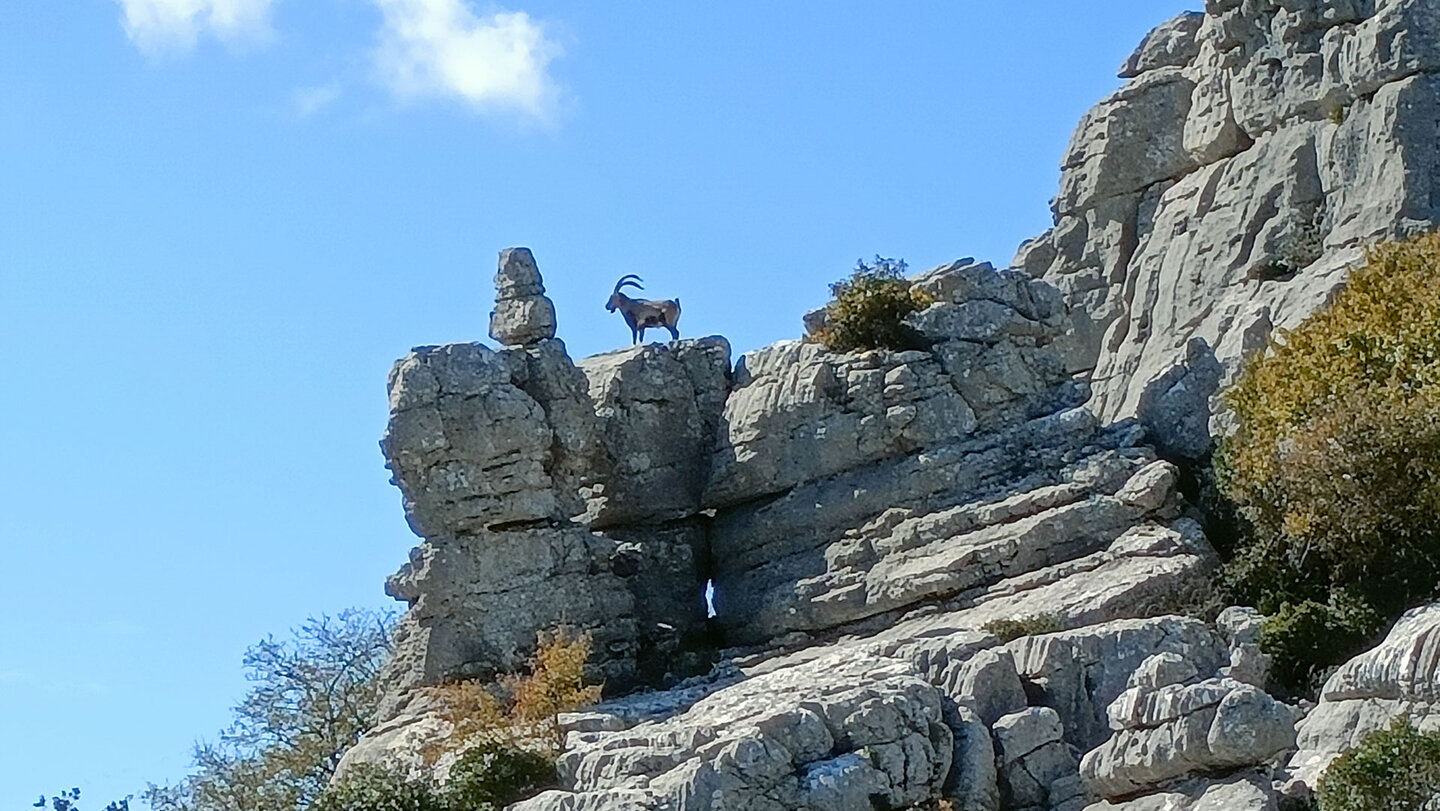 Steinbock auf den Felsen des Torcal de Antequera