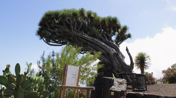 der Aussichtspunkt Mirador de Los Dragos auf La Palma