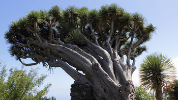 früher gab es noch einen zweiten gewaltigen Drachenbaum am Mirador de Los Dragos auf La Palma