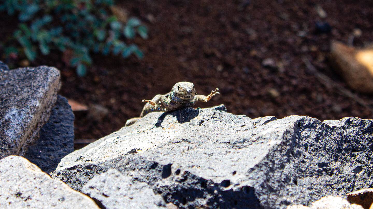 auch Eidechsen begegnet man am Wegesrand zum Mirador de Los Dragos auf La Palma