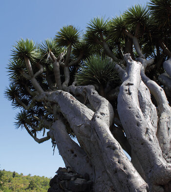 fast urzeitlich erscheint der Drachenbaum am Mirador de Los Dragos auf La Palma