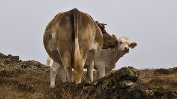 Rinder grasen auf den kargen Weideflächen der Dehesa