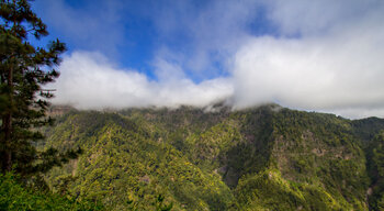 Blick auf den üppigen Lorbeerwald im Naturpark Las Nieves auf La Palma