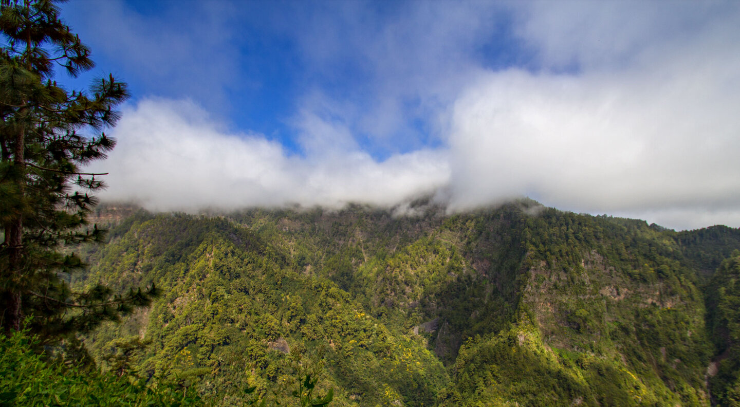 Blick auf den üppigen Lorbeerwald im Naturpark Las Nieves auf La Palma