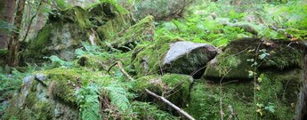 Felsformationen in der Schlucht des Lautenbachs