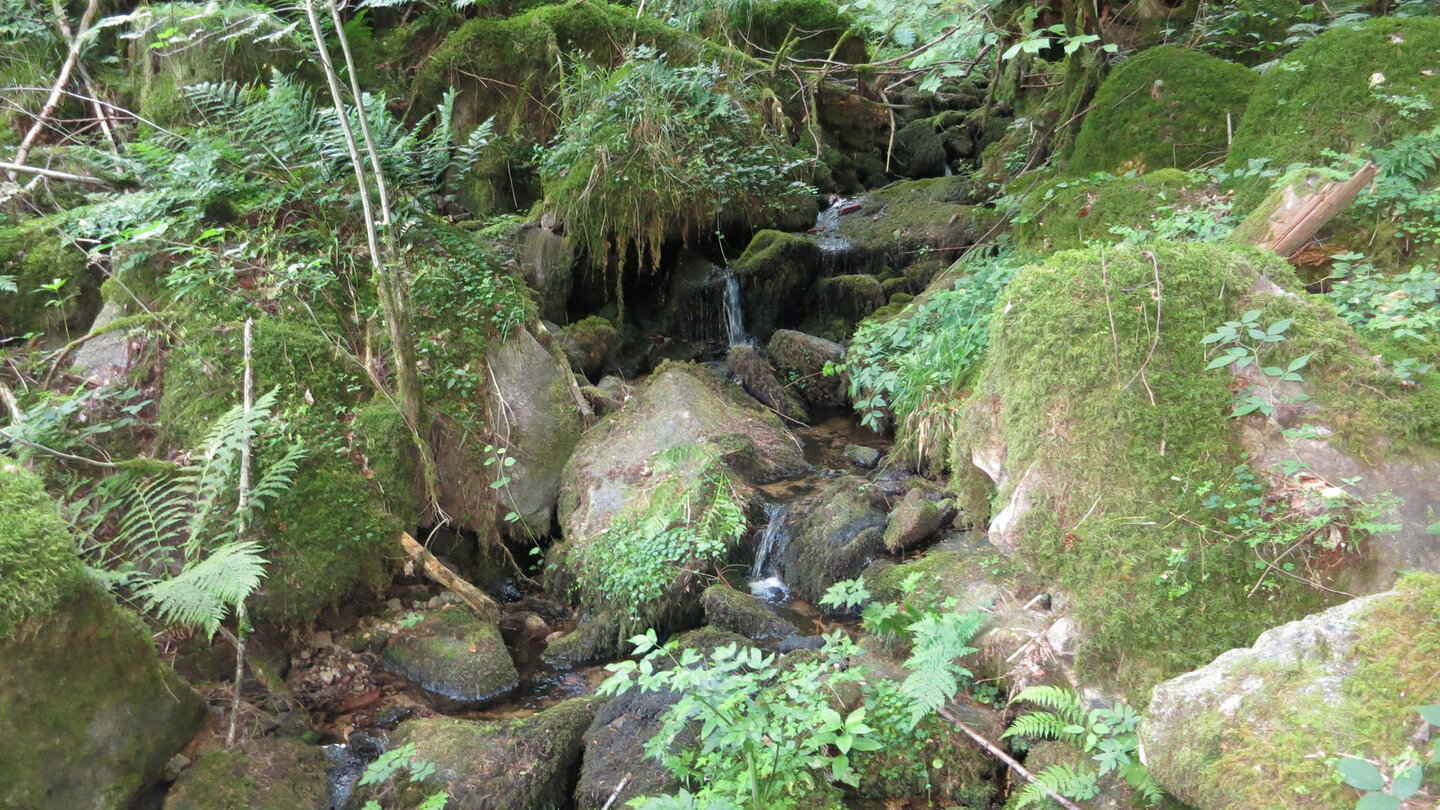 Wanderung entlang des Bachlaufs des Lautenbachs