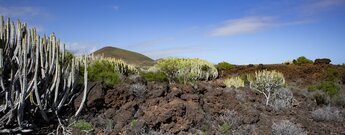 die Flora im Malpaís de Güímar hält der hohen Sonneneinstrahlung stand