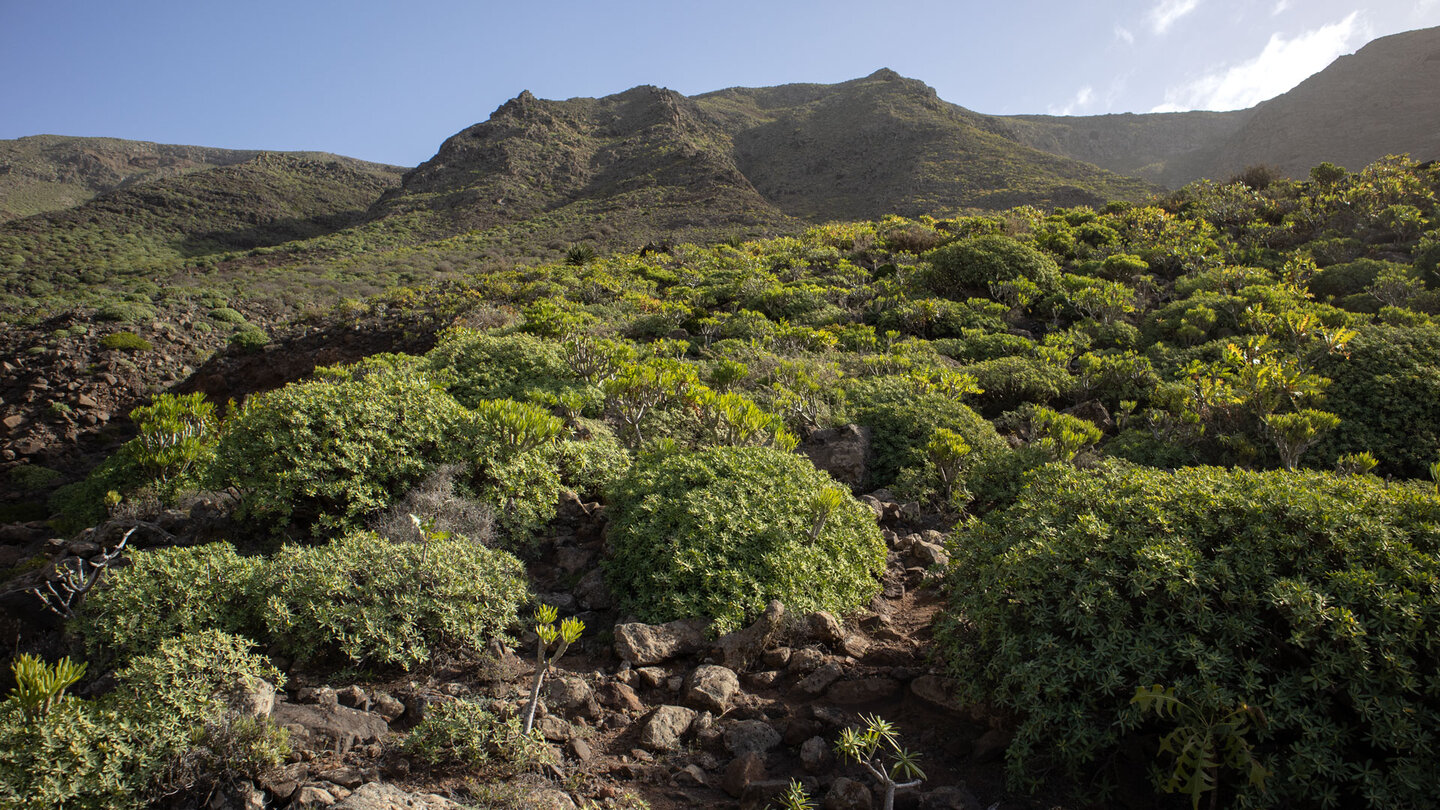 Wanderroute zwischen Wolfsmilchgewächsen im Famara-Gebirge