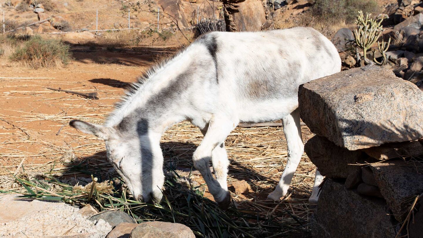 Esel bei Vega de Río Palmas