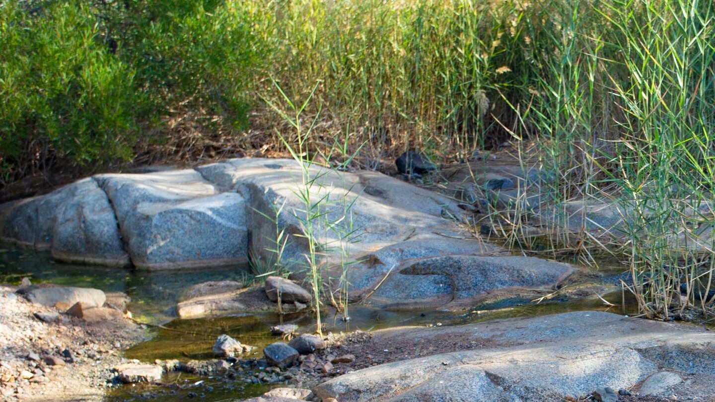 kleine Oase an einem Wasserlauf bei Vega de Río Palmas