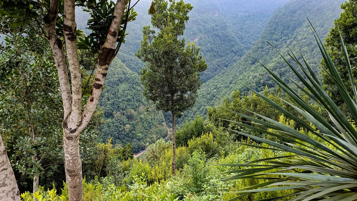 Blick auf den Bosque de los Tilos vom Aussichtspunkt