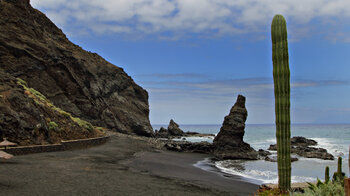 Kakteen am Strand von Playa de la Caleta auf La Gomera