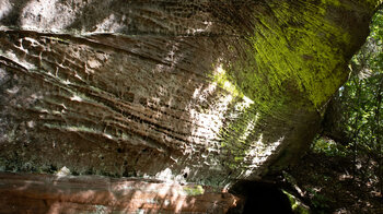 gelbe Flechten am Wanderpfad beim Rotenrumer Eck nahe Eppenbrunn