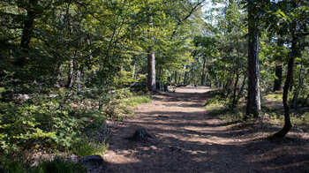 Rückweg über den Höhenrücken nach Eppenbrunn