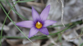 der Kanaren-Scheinkrokus im Famara Massiv