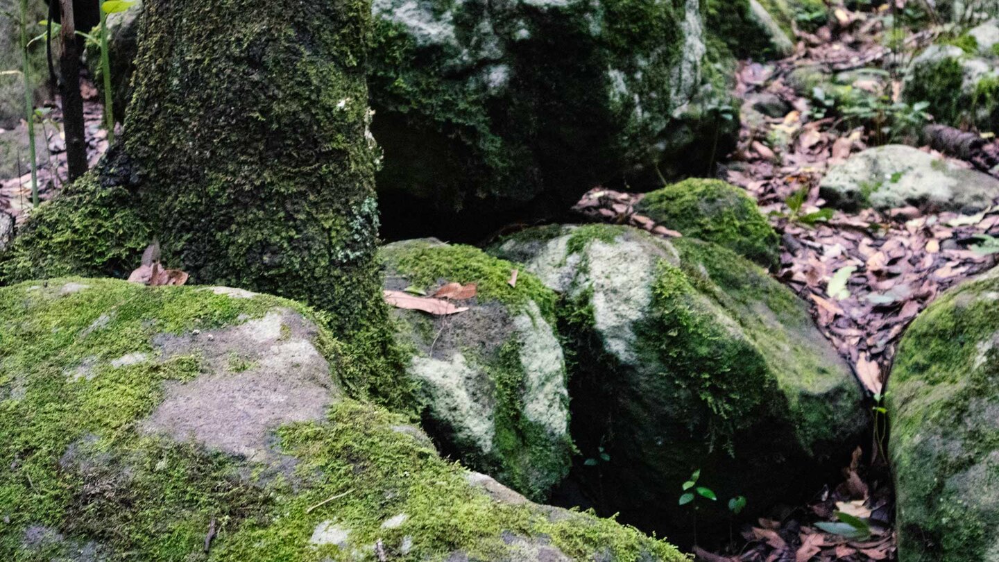 das feuchte Klima im Lorbeerwald begünstigt das Wachstum von Flechten und Moosen