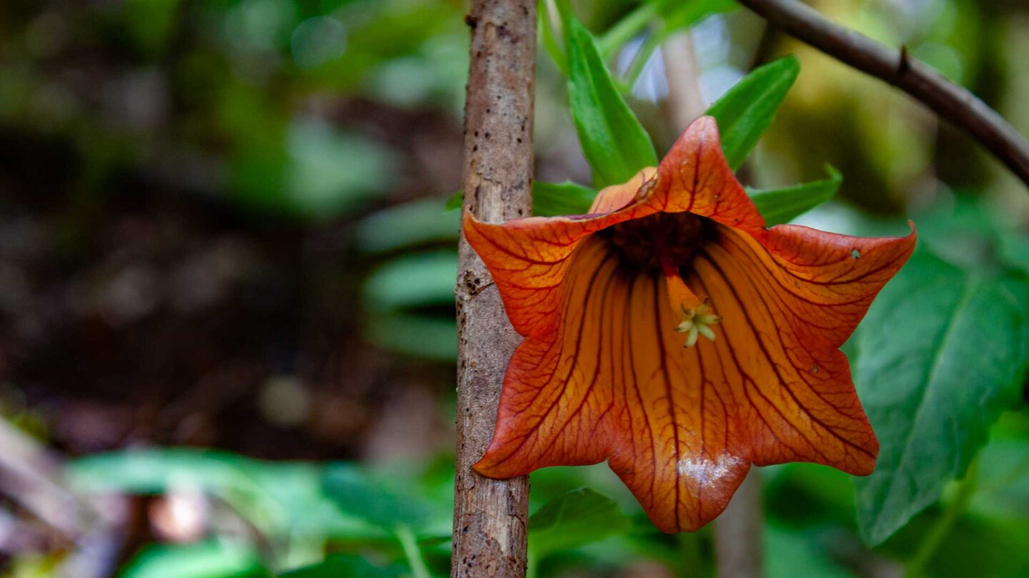 die Kanaren-Glockenblume blüht in den Wintermonaten