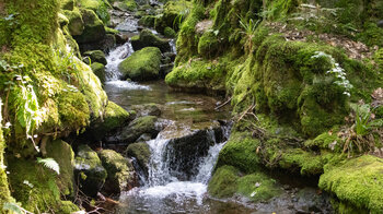 Wanderung entlang des Gottschlägbachs