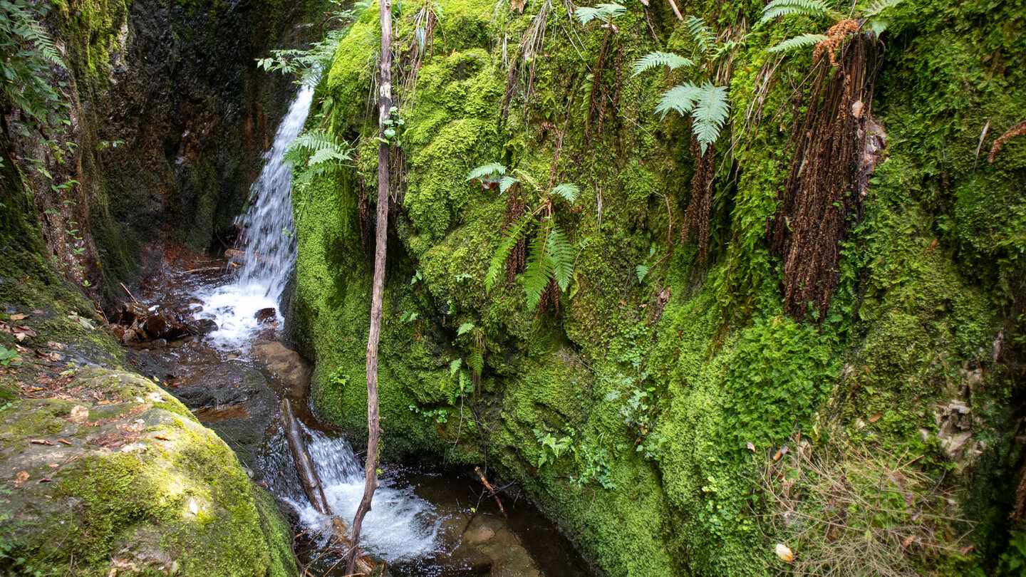 Blick vom Wanderweg am Edelfrauengrab-Wasserfall in die tief eingeschnittene Schlucht