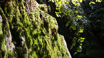 mit Moos bewachsene Felswände in der Schlucht des Gottschlägbaches