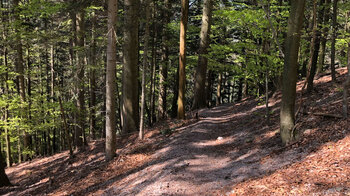 Wanderweg durch den Wald in der Nähe des Herrenschrofen