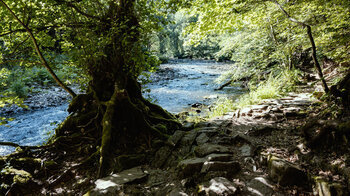 Am Wanderweg entlang der Wutach