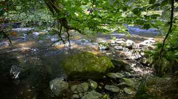 Am Ufer der Wutach