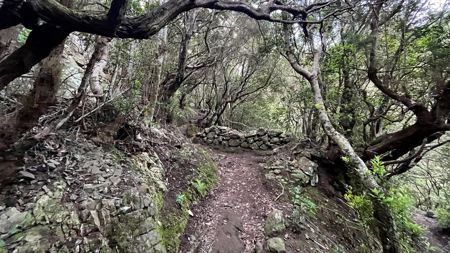 Aufstieg durch Lorbeerwald auf dem Wanderweg bei Chamorga