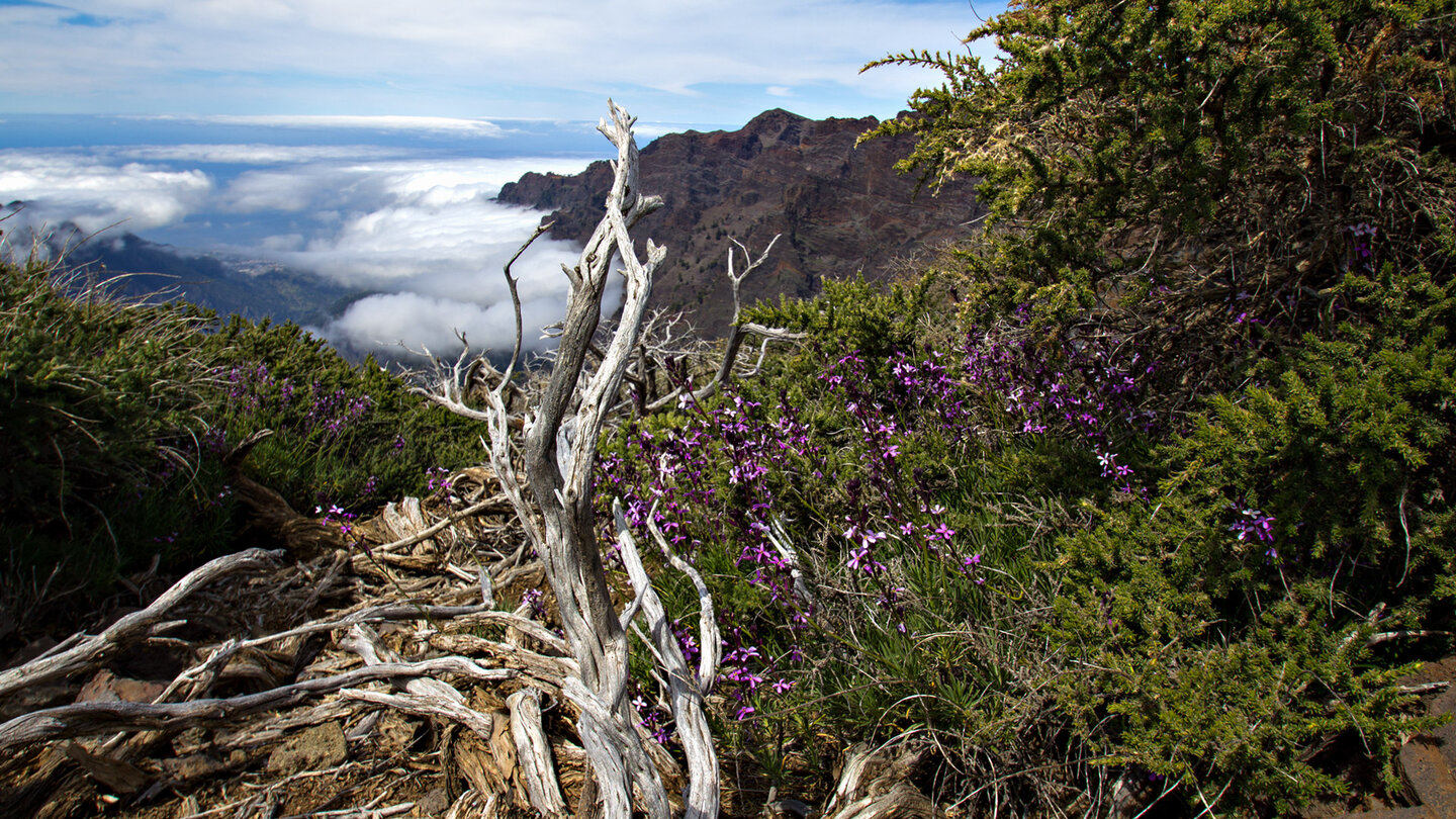 Hochgebirgsvegetation vor der Gipfelkette des Nationalparks