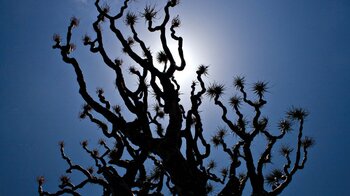 der alte Drachenbaum von Tigaday auf El Hierro