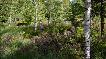 Vegetation auf der moorigen Hochebene beim Langmartskopf