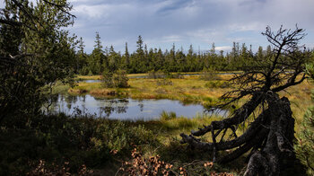 der Hohlohsee im Hochmoor bei Kaltenbronn