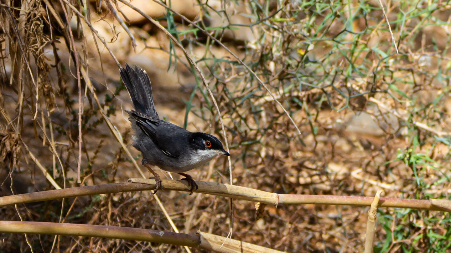 Samtkopf-Grasmücke (Curruca melanocephala)