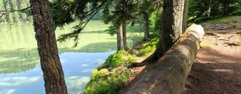 Wanderweg am Lac Vert in des Vogesen