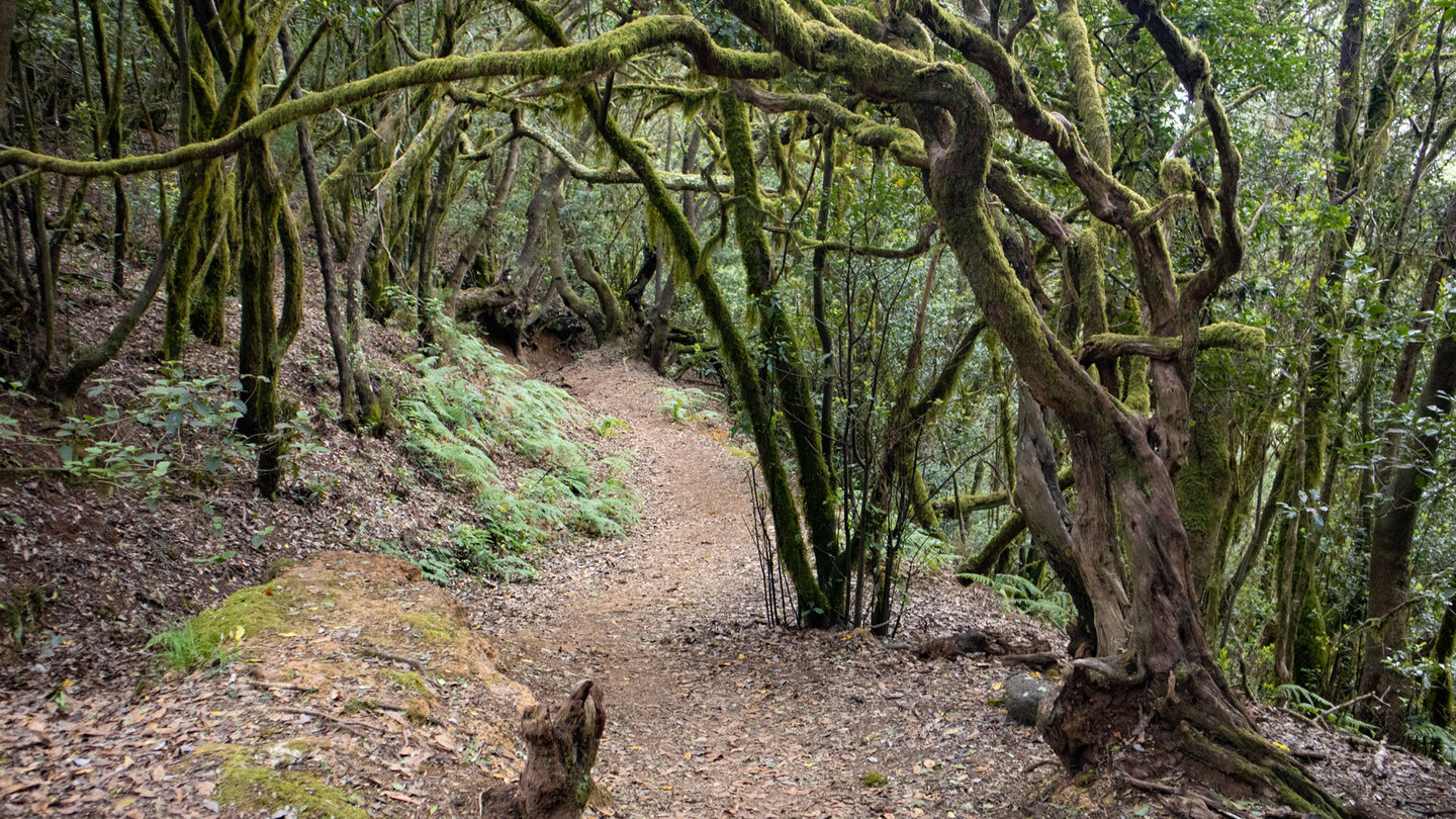 die Ruta 11 im Lorbeerwald des Nationalparks Garajonay