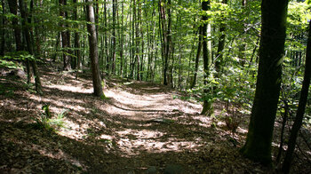 Wanderpfad durch Buchenwald